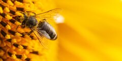 هل العسل يقتل الخلايا السرطانية