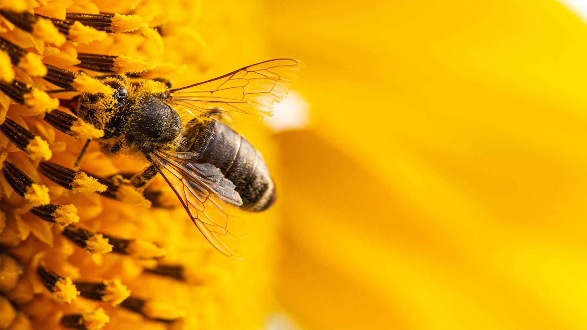 هل العسل يقتل الخلايا السرطانية