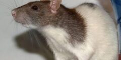 روائح تكرهها الفئران
