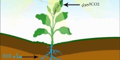 من خلال تاملك في الرسم المقابل ما نوع العلاقه بين معدل عمليه البناء الضوئي في النباتات ودرجه الحراره